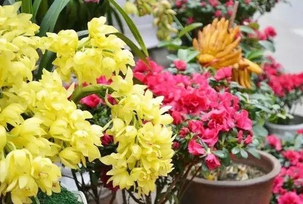 花市买花推荐,今年的花市在哪里逛