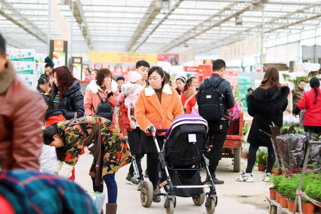 花市买花推荐,今年的花市在哪里逛