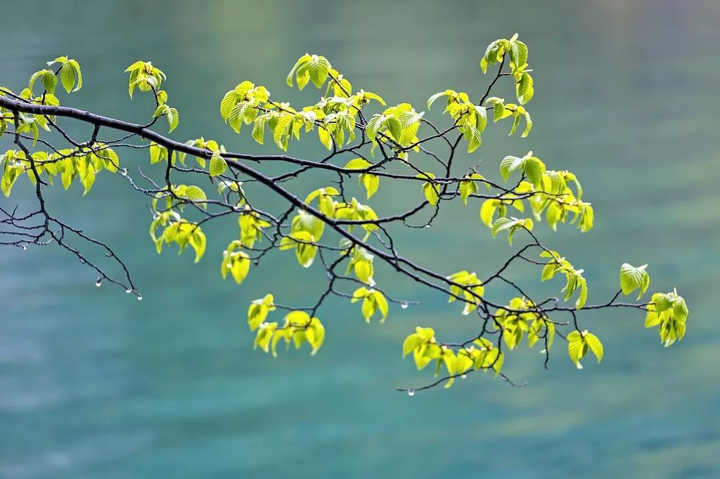 夜话丨听，这是春天的声音