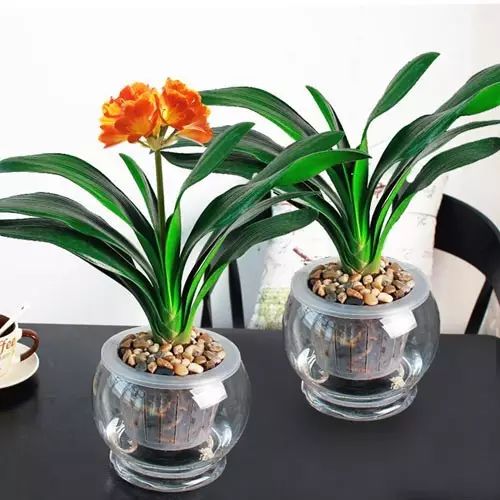 适合厨房种植的植物水培,哪些作物可做水培盆栽养殖