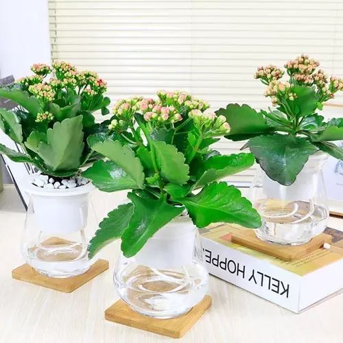 适合厨房种植的植物水培,哪些作物可做水培盆栽养殖