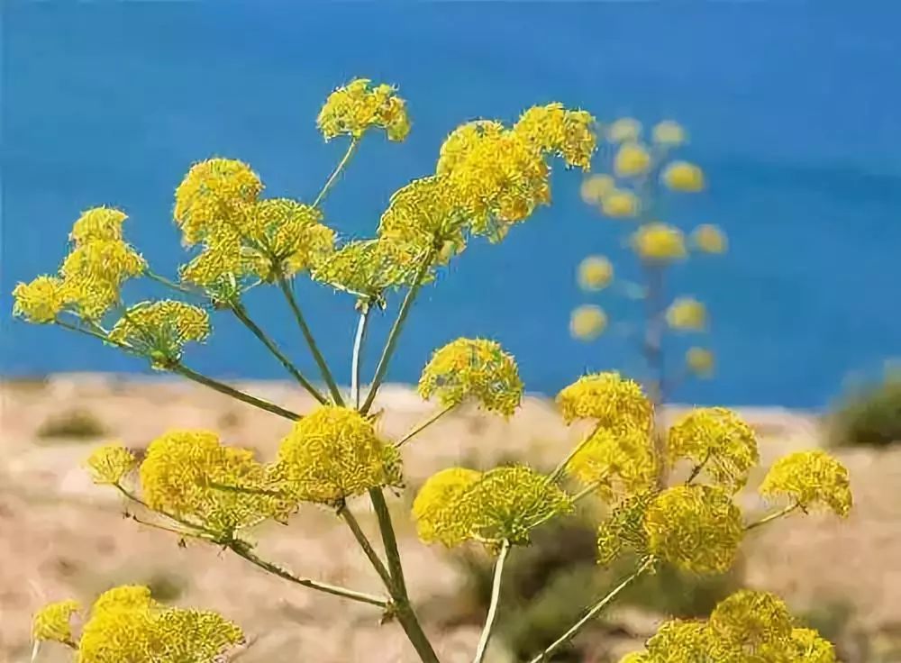 张柏芝同款防晒霜辨真假,明星黄圣依卖的防晒霜