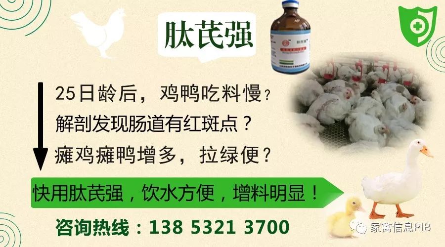 毛鸡最重多少斤,黑毛鸡最大的几斤