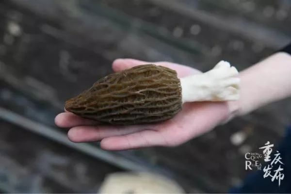 农村创业致富项目种植羊肚菌,羊肚菌农村创业