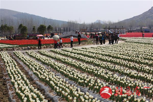 温泉小镇郁金香,郁金香的温泉小镇