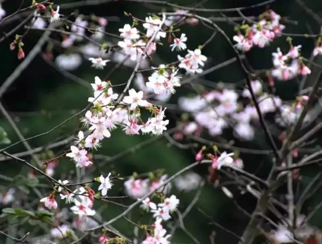 咸宁市赏花景点有哪些景区,诗意踏青春暖花开