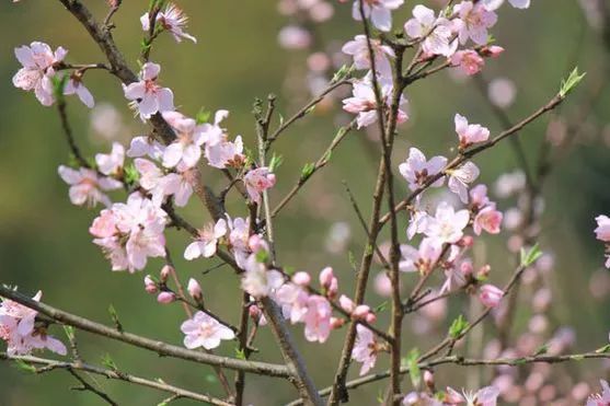 咸宁市赏花景点有哪些景区,诗意踏青春暖花开