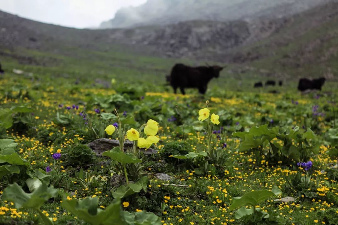四姑娘山云间花径越野跑延期,2024四姑娘山云间花径越野跑