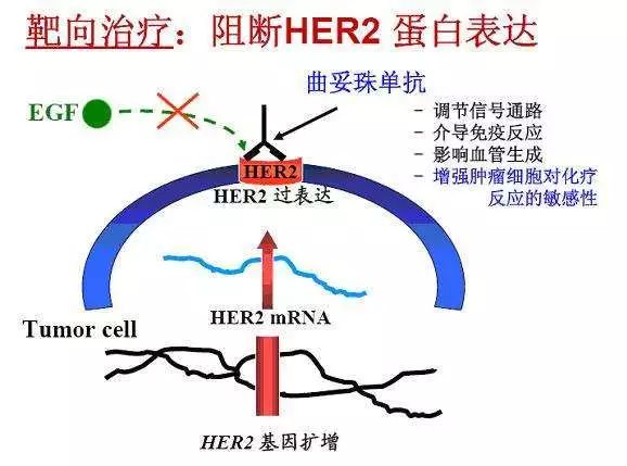乳腺癌肺转移双靶向治疗效果,乳腺癌靶向治疗每次费用多少