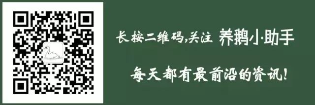老郭创业逆袭,老郭养牛