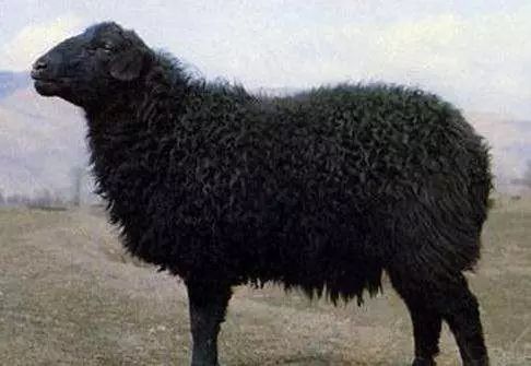 羊品种视频大全,福克羊品种大全