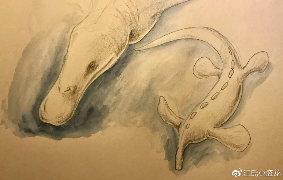 鸭嘴兽奇怪的地方在哪里,奇怪的鸭嘴兽