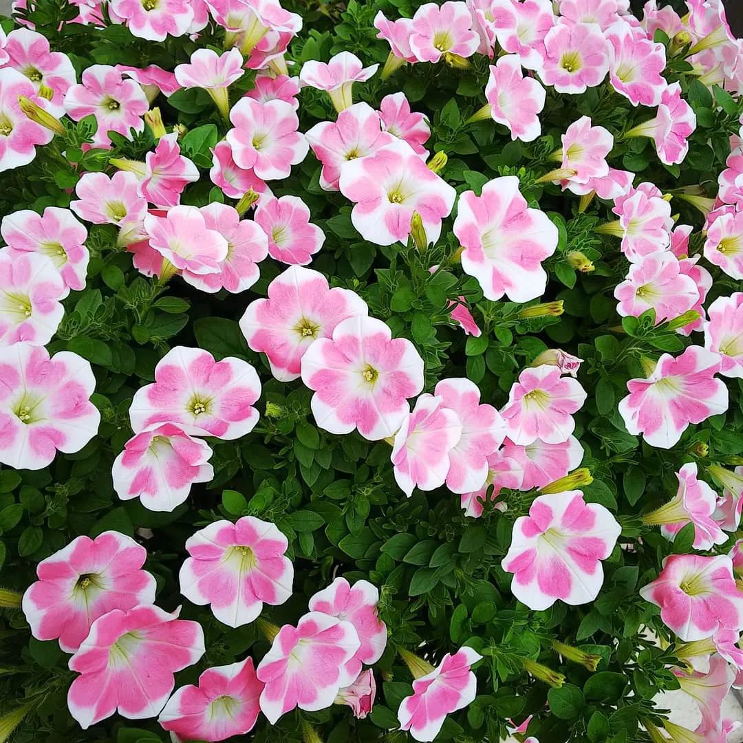 三个方法看透所有谎言,三个方法辨别谎言