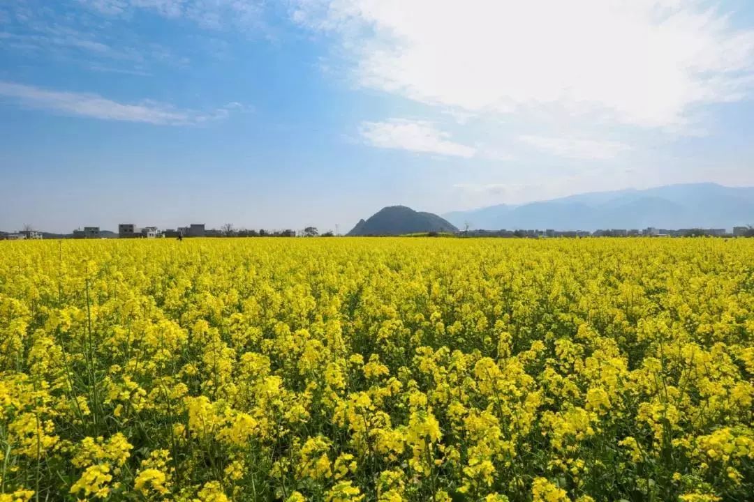 徽派古村梯田花海,徽派建筑油菜花田