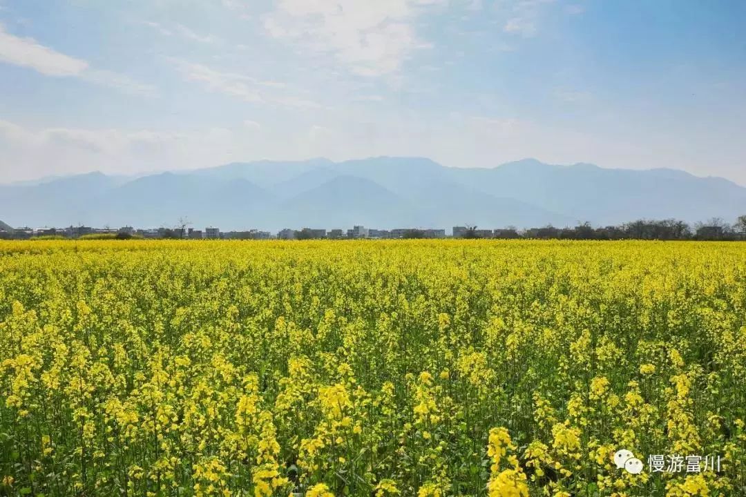 徽派古村梯田花海,徽派建筑油菜花田