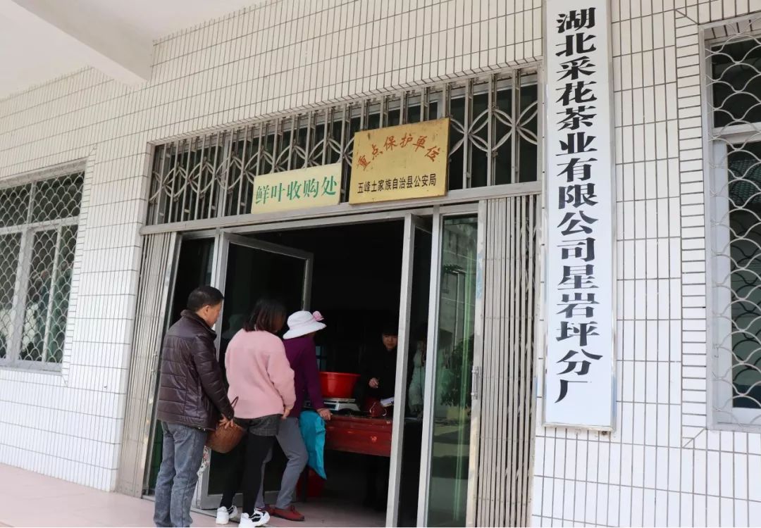 *花采**毛尖春茶今日开园，首批茶农搭上茶产业扶贫直通车