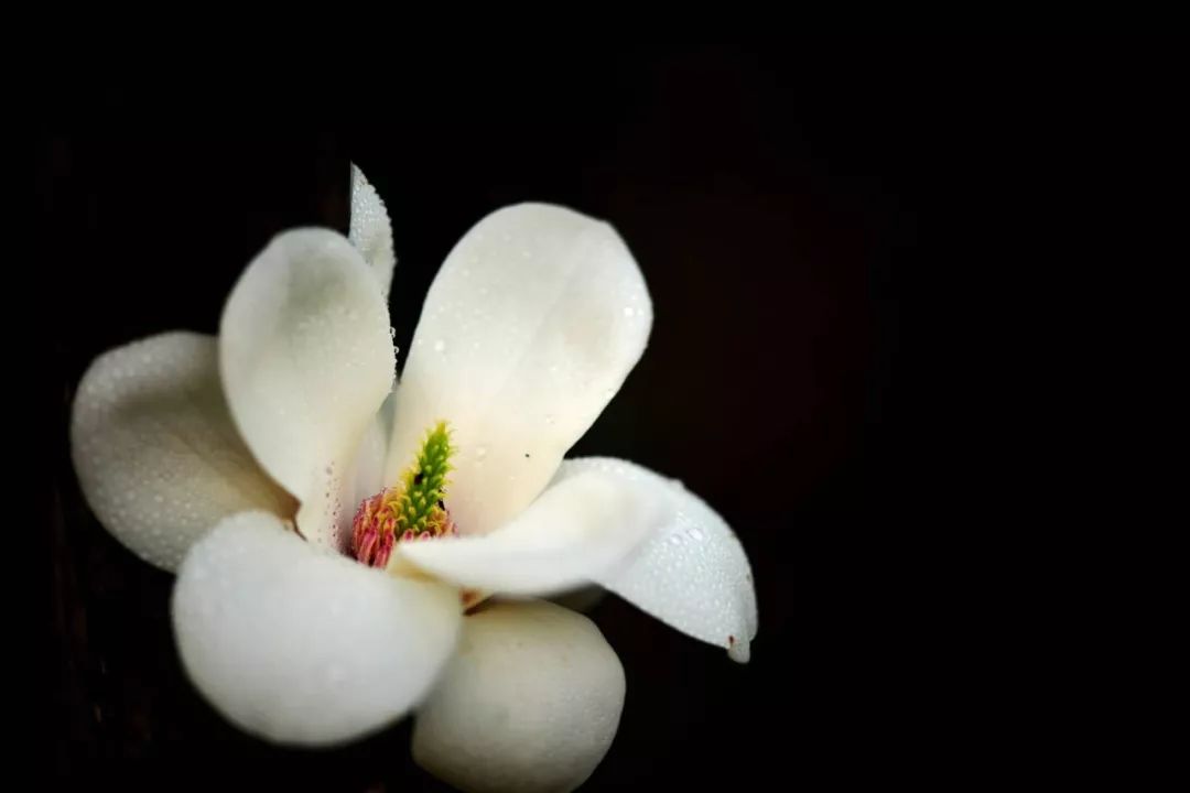 春天关于朋友的诗,送你一首有关春天的诗