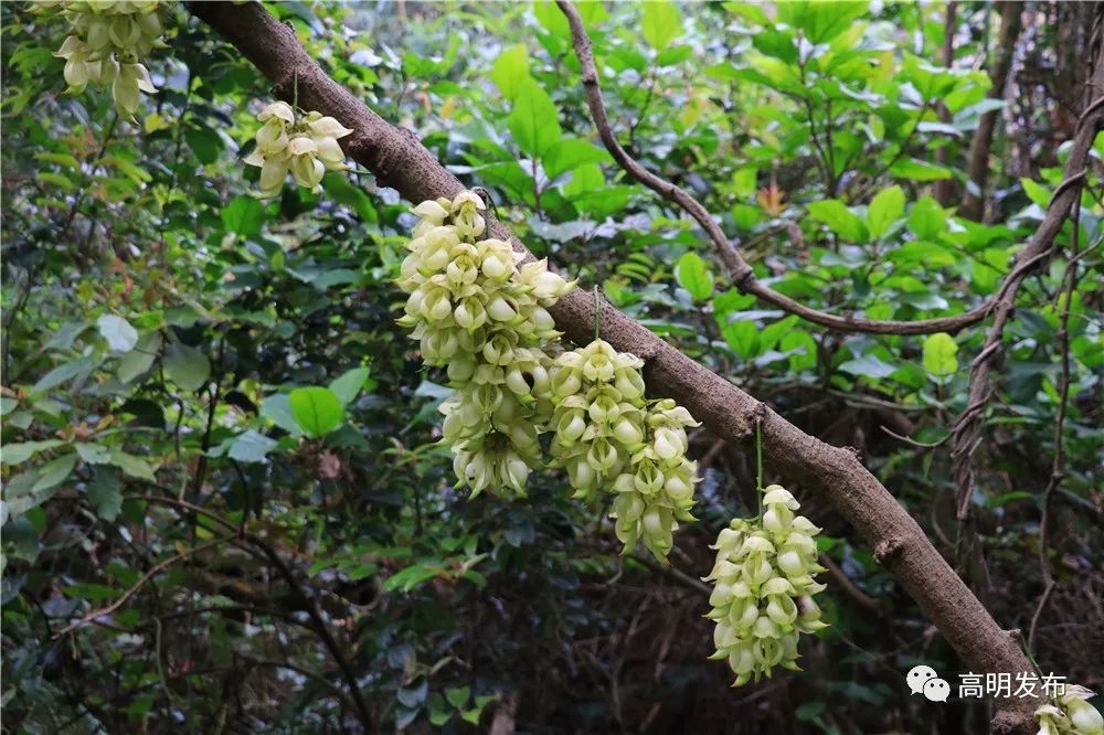 禾雀花美翻三月天,禾雀花盛开美翻三月天