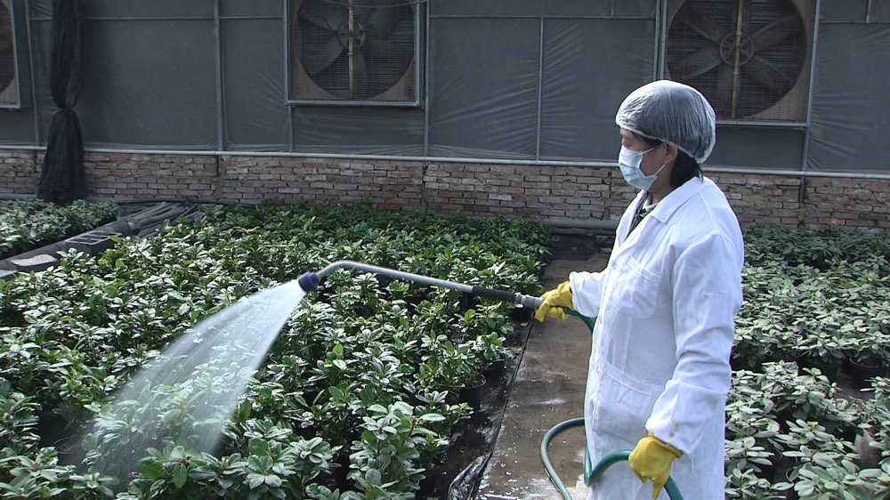 潍坊查获进口花卉盆栽，内含国际一类害虫，国内无天敌