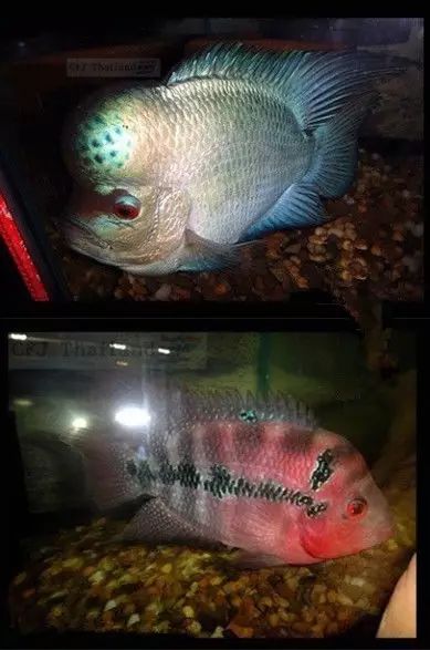 闆岄泟楸肩殑姝ｇ‘閰嶅鏂规硶,绉嶉奔濡備綍閰嶅