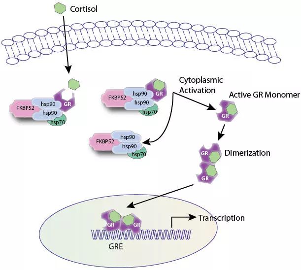 《自然》：糖皮质激素到底是抗癌还是促癌？科学家发现糖皮质激素会促进乳腺癌远端转移，或为精神压力导致癌转移原因|科学大发现