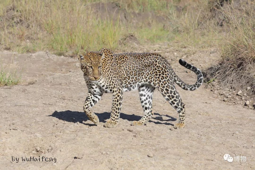 肯尼亚博物学之旅,博物肯尼亚