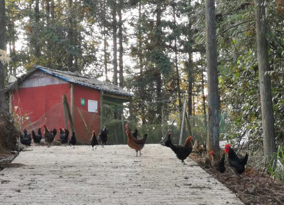 绿壳蛋鸡的源头,鸡舍绿壳蛋鸡