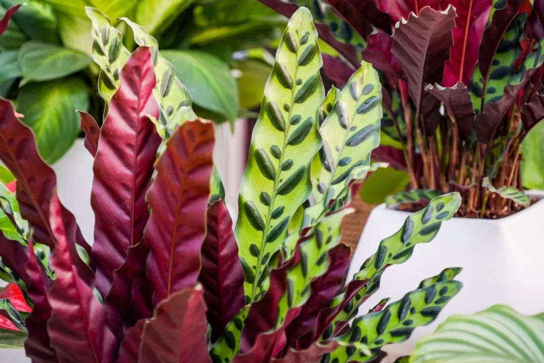 西安最大花卉交易市场,西安朱宏路丰产路巨坤花卉市场