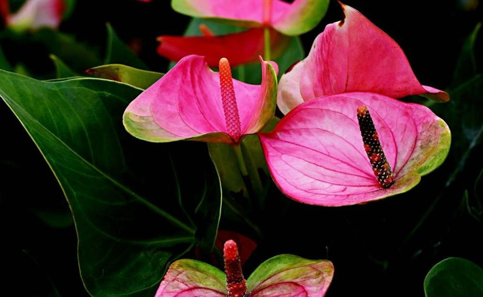 西安最大花卉交易市场,西安朱宏路丰产路巨坤花卉市场