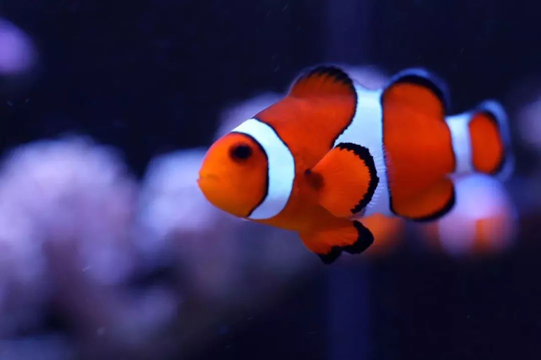 海水鱼缸微缸,如何打造一个海水缸