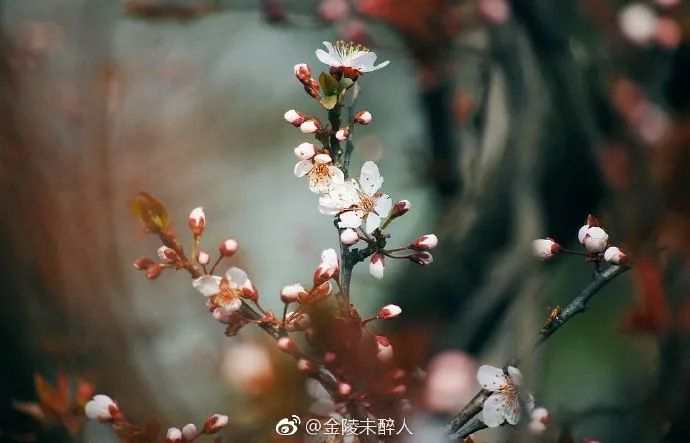 妯辨妗冩潖鏉庢ⅷ杈ㄨ鏂规硶,姊呮潕妗冩潖妯辫姳鎬庝箞鍖哄垎