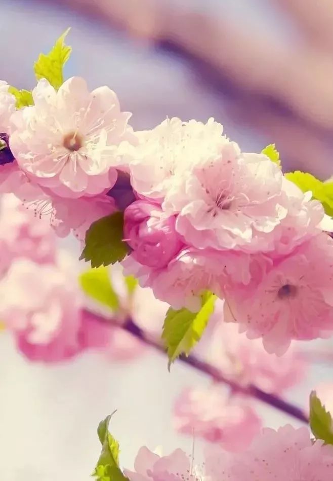 春分已至正是一年最美时,春分到最佳时光