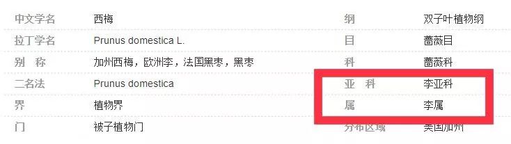 西梅到底是李子还是梅子,西梅到底是李子还是梅子呢