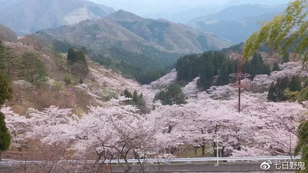 2019年日本大赏排行榜,2018全日本赏樱花旅游攻略