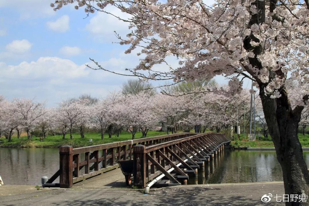 2019年日本大赏排行榜,2018全日本赏樱花旅游攻略