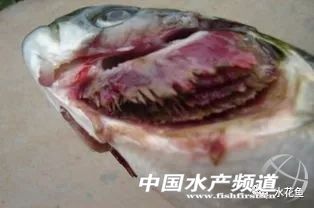 常见鱼鳃病,鱼类最难治的病
