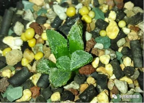 十二卷的养护注意事项,十二卷夏季如何养护