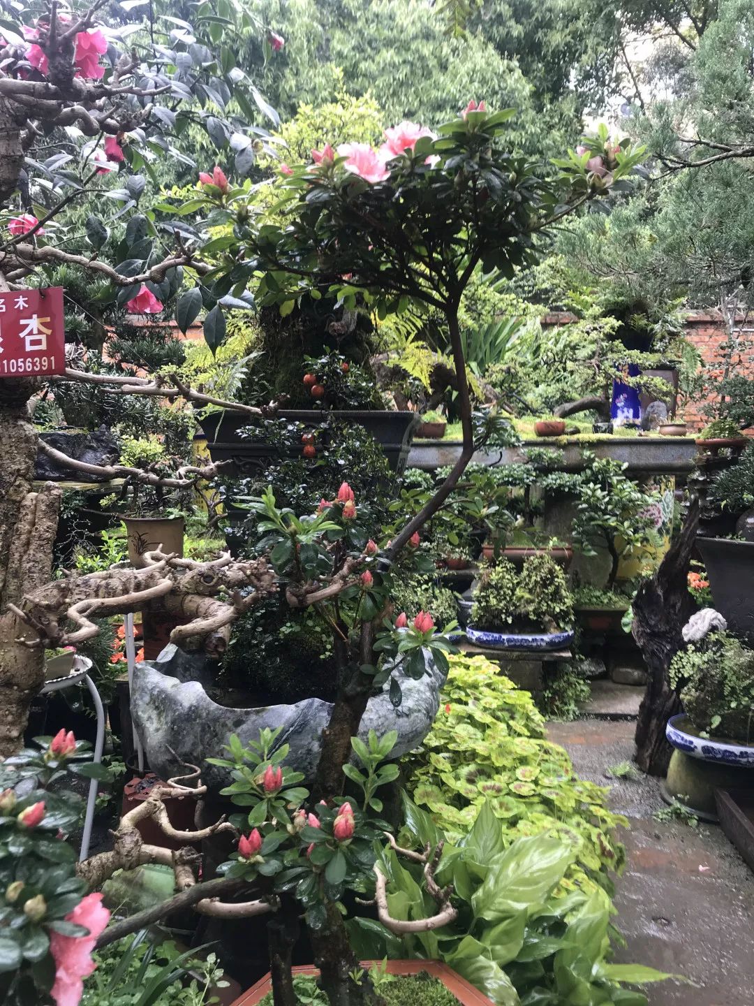 花色撩人,亲测德阳这两家花市,“花chi”去了就不想出来!