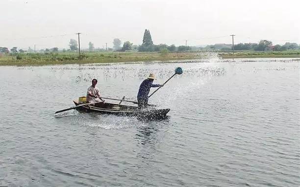 河蟹病怎么治,河蟹黄壳病怎么治