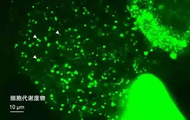 又一款神奇的“国货面膜”出现？这次轮到日本被种草了...