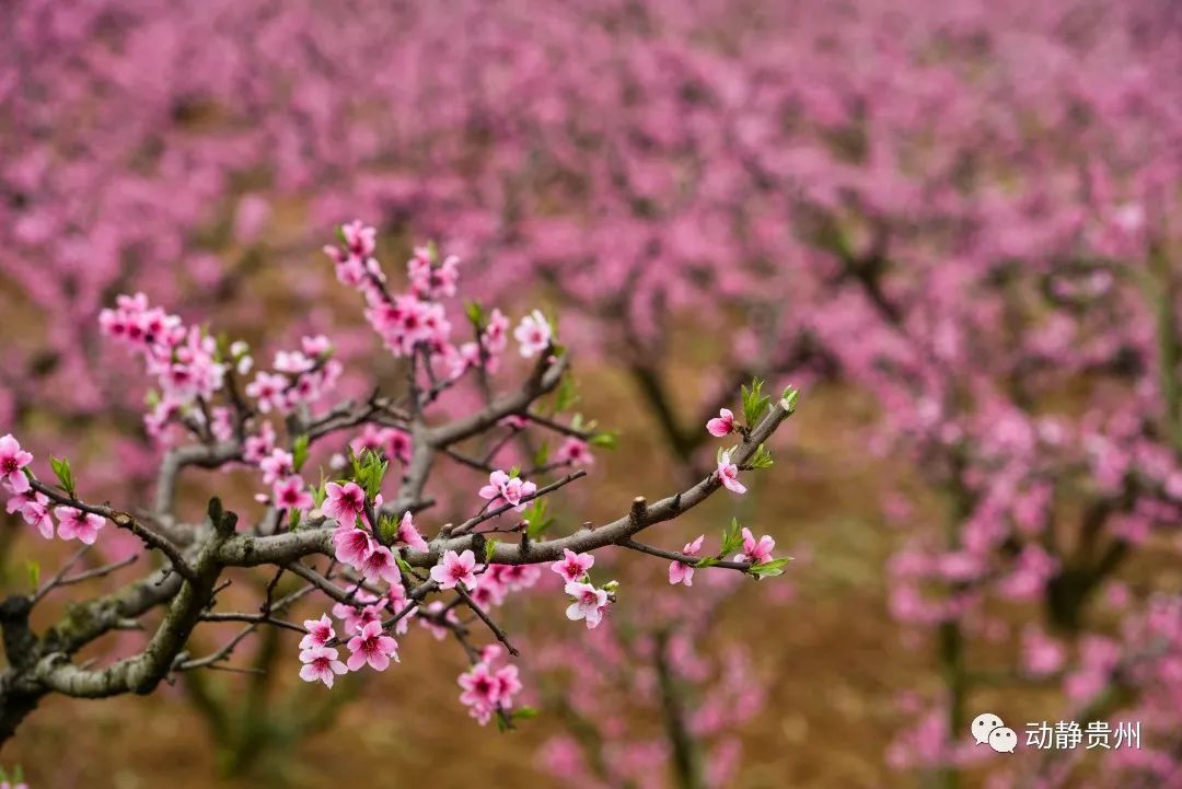 贵阳什么地方桃花开了最美,贵阳桃花盛开的地方