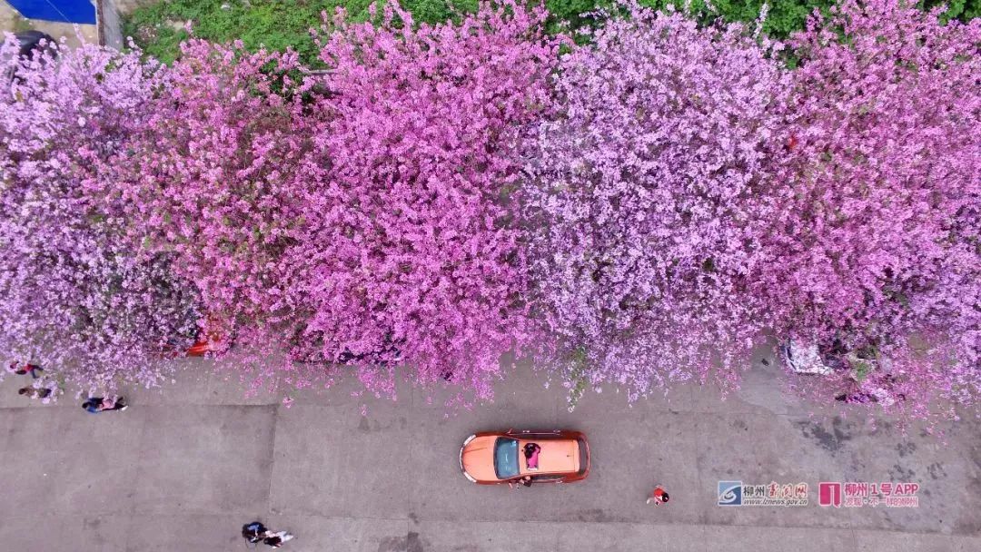 螺蛳粉征服世界,螺蛳粉征服全世界