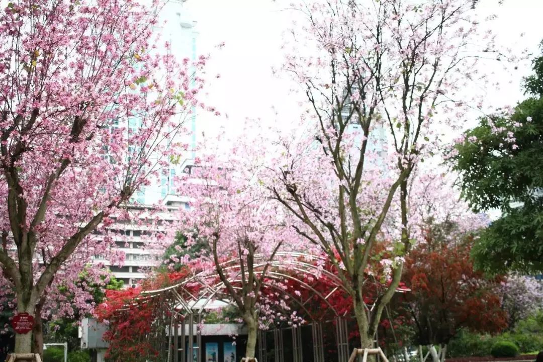 螺蛳粉征服世界,螺蛳粉征服全世界