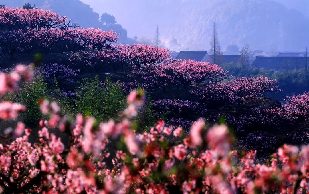 如果这世上真有桃花源,如果世间真的有伊甸园