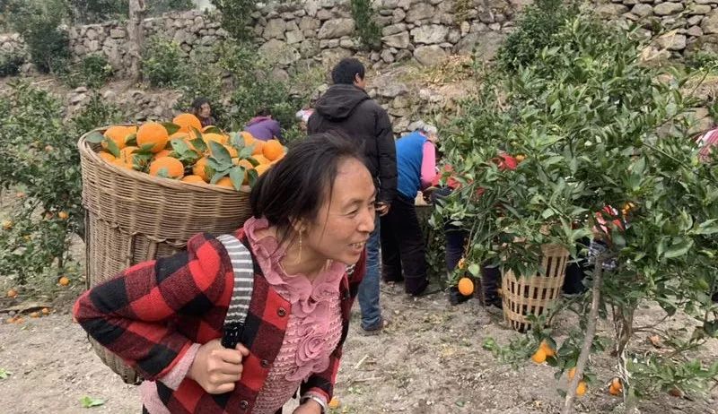 乡村振兴果园经济,乡村振兴的销路