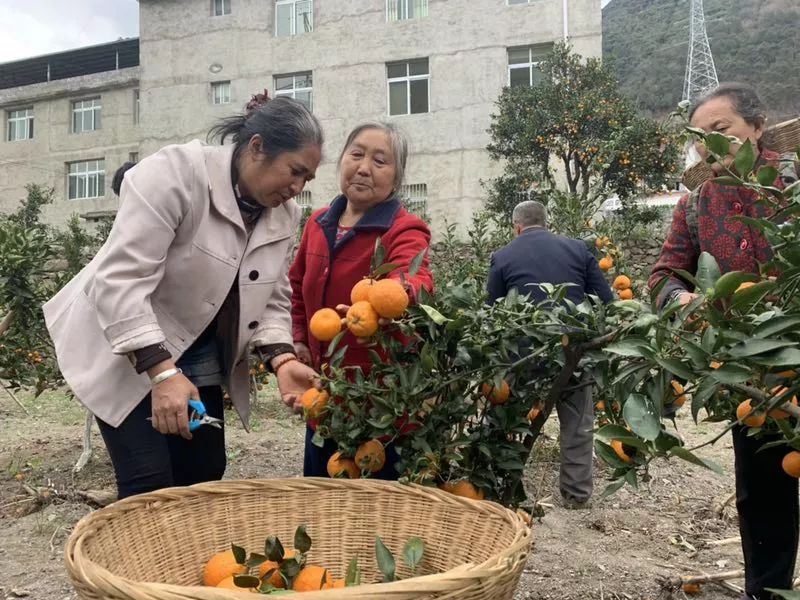 乡村振兴果园经济,乡村振兴的销路