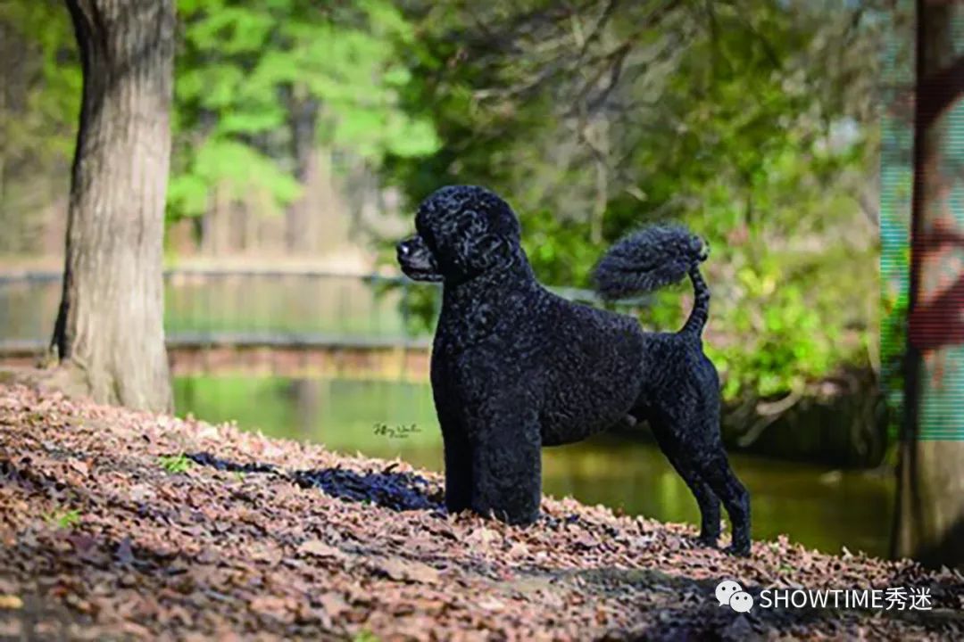 Elyn：非常安静内向的……野姑娘。|犬学知识专业版封面故事