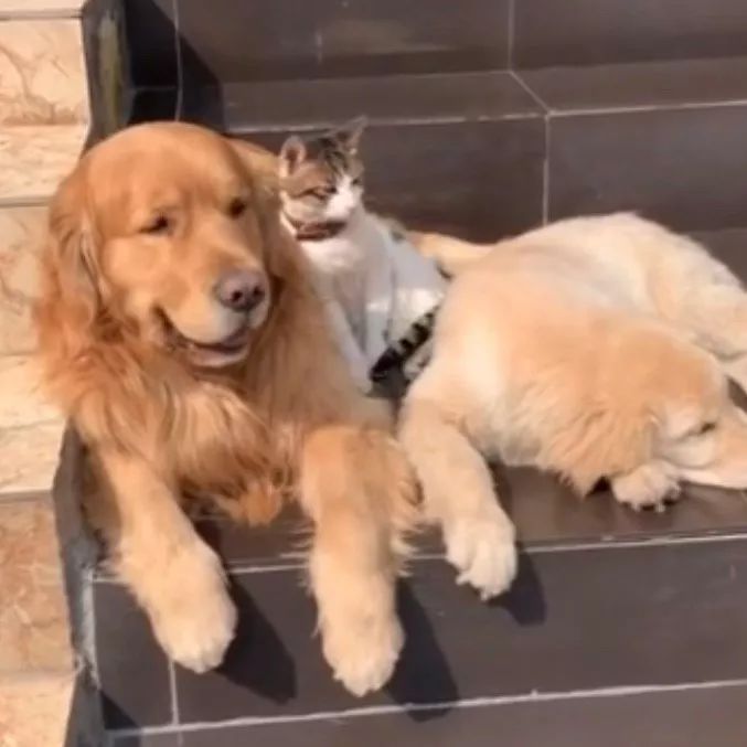 这只金毛老捉弄小猫咪，到底什么仇什么怨啊5555