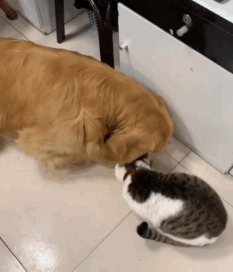 这只金毛老捉弄小猫咪，到底什么仇什么怨啊5555