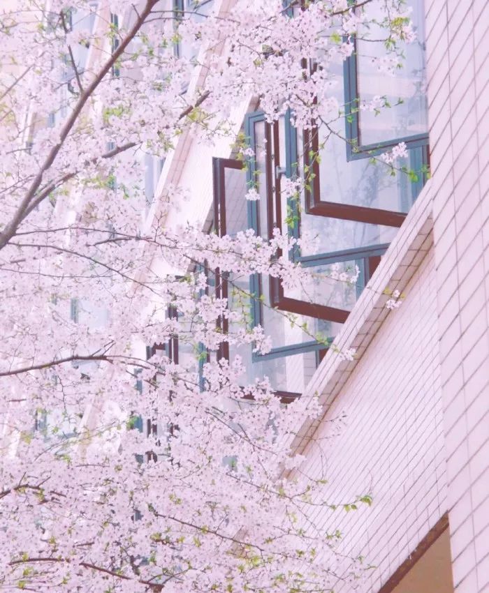 日本有关樱花的照片,日本最美樱花图